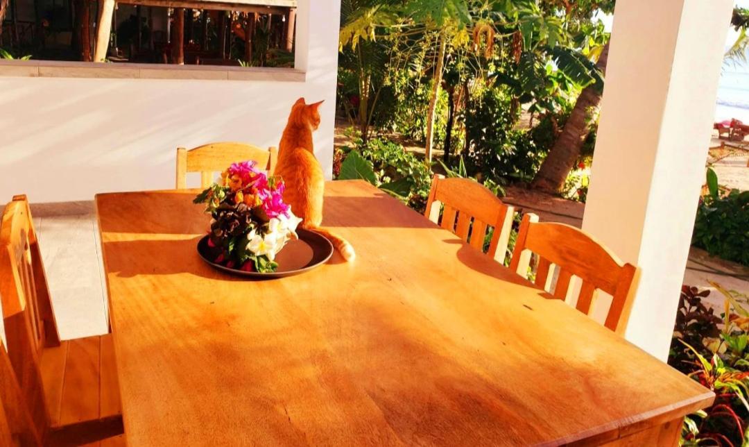 Sipano Beach Lodge Kiwengwa Kiwengwa  Εξωτερικό φωτογραφία